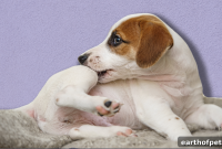 Dog Atopy: Proven Treatments for Seasonal Itching