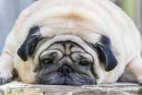 How to Tell If Your Pet Is Overweight