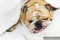 Canine Hypothyroidism: Symptoms, Diagnosis and Treatment