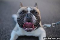 10 Signs Your Dog Needs to See the Vet