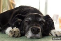 Dog Arthritis: Symptoms, Treatment & Care Tips