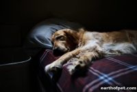 Dog Sleep Patterns: What They Reveal About Your Pet’s Well-Being
