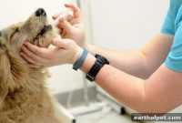 Dog Diabetes: Symptoms, Treatment, and Owner’s Guide