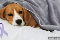 Canine Cancer: Symptoms, Diagnosis and Treatment