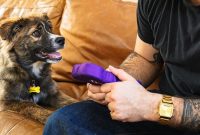 Indoor Activities to Keep Pets Active and Cool