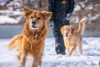 How to Keep Your Dog Safe This Winter