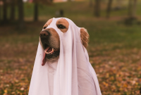Creative DIY Halloween Costumes for Dogs and Cats