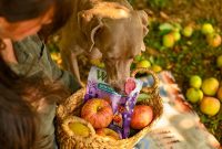 November Dog-Friendly Outdoor Adventures with Your Pup