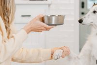 New Year’s Pet Diet Resolutions to Improve Your Pet’s Nutrition