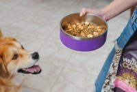 What to Feed Pets with Sensitive Skin and Stomachs