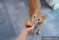How to Get a Picky Cat to Eat Wet Food