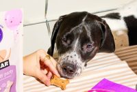 Purr-fect Pet Birthday Party Ideas and Planning Tips