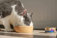 Wet Cat Food Benefits for Kidney, Urinary, and Diabetic Cats