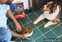 Why High-Protein Dry Dog Food Fuels Energy and Builds Muscle