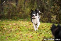 Why Your Pet’s Coat Dries in Fall and How to Prevent Dry Fur