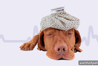 Extend Your Dog’s Life with a Smart Collar