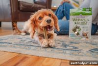 Dog’s Gums Bleeding: Causes, Treatment and When to See a Vet