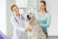 Veterinary Visits and PetPace: Smarter Dog Health Monitoring
