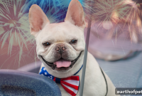 Calm Your Dog at Holiday Parties with a Smart Collar