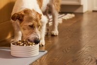 Complete Health Plus Dry Dog Food: The Science Explained