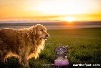 Why Omega-3 Rich Diets Protect Your Dog’s Skin and Coat