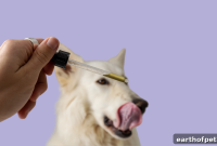 5 Proven Techniques to Calm Your Anxious Dog