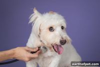 Does My Dog Need a Smart Collar? Vet’s Surprising Answer