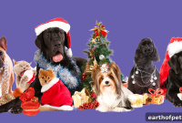 Keeping Dogs Safe During the Holidays: Essential Tips