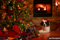 Keep Dogs Safe at Christmas: Essential Holiday Pet Tips