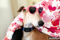 Decode Your Dog’s Love Language: What Their Greetings Mean