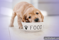 Feeding Your Dog: Are You Doing It Right?