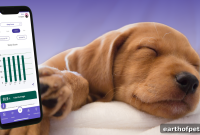 What Your Dog’s Sleeping Positions Mean