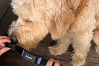 Preventing and Managing Diseases in Mixed-Breed Dogs