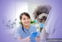 How Often Should You Take Your Dog to the Vet?