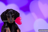 Low Sodium Dog Food for Heart Disease