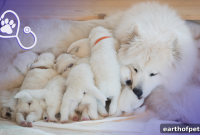 Dog Breeding Health Tests: What Every Breeder Should Know