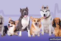How to Monitor Your Dog’s Health Naturally at Home