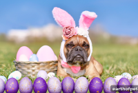 Easter Dog Safety: Protect Your Pet During Celebrations