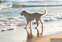 Prevent Heatstroke: Summer Care Tips for Dogs