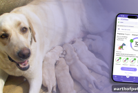 Dog Pregnancy: Essential Guide for Breeders and Pet Owners