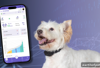 Smart Dog Collars: Why Every Dog Needs One