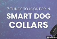 7 Features to Look for in a Smart Dog Collar
