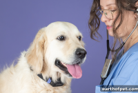 PetPace for Vets: Smart Monitoring That Boosts Patient Care
