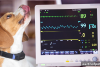 Holistic Cardiac Care for Dogs