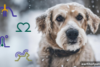 Dog and Cat Colds in Winter: Symptoms, Treatment and Prevention