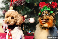 How to Reduce Holiday Stress in Pets: Vet-Backed Tips
