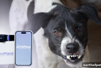 Dog Aggression vs Anxiety: How to Tell the Difference