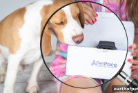 How to Choose a Pet Health Monitoring Collar
