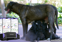 Preparing Your Dog for Pregnancy: Pre-Birth Checklist