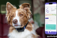 Dog Pain: 7 Subtle Signs Owners Often Miss